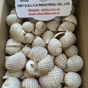 เปลือกหอยตกแต่งสำหรับตกแต่งบ้านและงาน DIY - Product Image 1