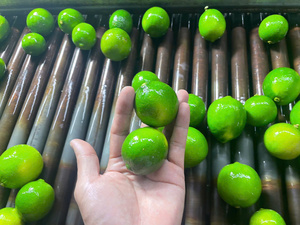 Citrons verts frais, fruits d'agrumes entiers, naturels, mûrs, origine Vietnam, stockage à froid, durée de conservation 30 à 45 jours - Product Image 3