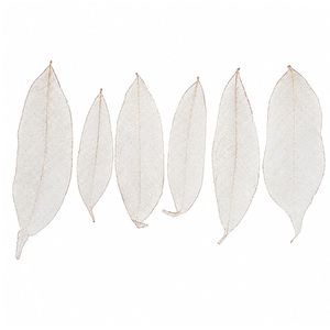 AQUA VRIKSHA Natural Skeleton Ylang Leaves for Crafts,Decoration | 11-15 CM | Pack of 15 - Product Image 4