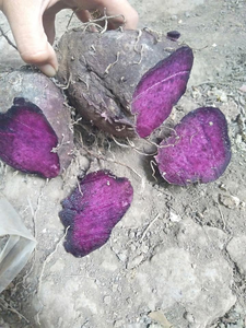 Yam Morado Congelado IQF Premium, Ube Pelado en Rodajas y Cubos, Trozos de Yam Violeta para Repostería - Product Image 5