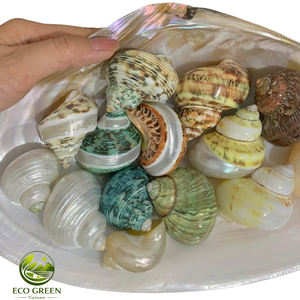 Natural Turbo <b>Shell</b> Replacement Seashells for <b>Hermit</b> <b>Crabs</b> Polished Iridescent <b>Shells</b> Aquarium Accessories and Coastal Decor - Product Image 5