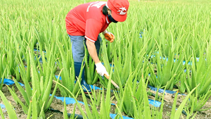 VINUT 200kg Tambour Aloe Vera Cube Prêt à Servir Aloe Vera au Sirop Directement des Fournisseurs Vietnamiens Fabricants d'autres Boissons - Product Image 5