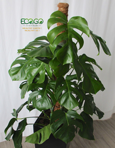 Poteau en fibre de coco pliable en gros, forme personnalisée, support pour plantes grimpantes d'intérieur, Monstera, Philodendron, Pothos, Eco2go - Product Image 2