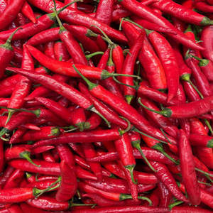 Piment rouge entier séché de qualité export FitTree International, provenant du Gujarat, Inde, pour les acheteurs de l'industrie alimentaire internationale - Product Image 6