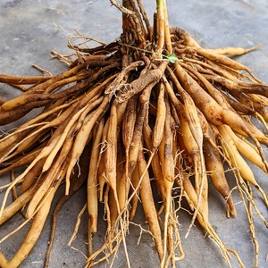Racine séchée naturelle d'asperge racemosus (Shatavari) pour la santé et le bien-être féminins, disponible au meilleur prix - Product Image 1