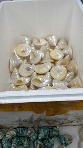 Conchas Naturales de Vietnam, Pulimentadas y Ecológicas para Decoración, Material de Conchas Marinas Genuinas para Proyectos de Manualidades y Decoración de Bodas - Product Image 4