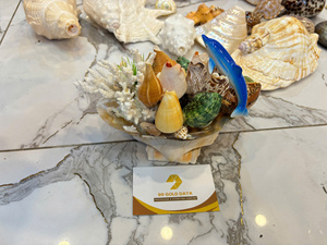 Vietnam Factory Supply Decorative Sea <b>Shell</b> for Aquarium Fish Tank Natural Small <b>Shell</b> Bulk Export Supplier - Product Image 6