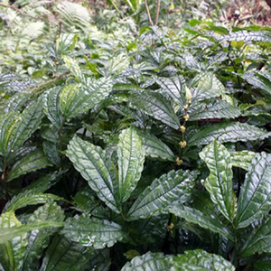 Hojas Amargas Secas de Alta Calidad, Hojas Amargas Deshidratadas Naturales, Venta al por Mayor de Hojas Amargas Secas, Suministro a Granel de Fábrica ANGLE - Product Image 1