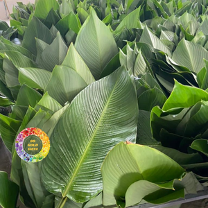 Hojas de Dong de Primera Calidad para Exportación, de Binh Duong, Vietnam, Alimento Congelado Natural, Envoltura Ecológica - Product Image 1