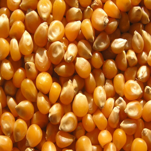 Gluten de maïs de qualité supérieure en gros, prêt à être expédié, qualité alimentaire pour animaux, service OEM, approvisionnement en vrac, meilleure qualité pour l'exportation - Product Image 2