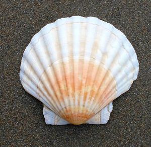 Conchas de Vieira Blancas Premium 2026 de Venta Rápida, Conchas Limpias para Proyectos de Arte y Diseño Decorativo, Textura Suave, Disponibles al por Mayor - Product Image 3
