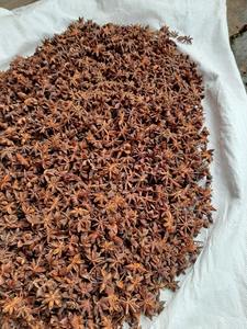 Épices naturelles à l'anis étoilé séché du Vietnam de qualité supérieure, goût parfaitement épicé, produit unique d'herbes et d'épices - Product Image 3