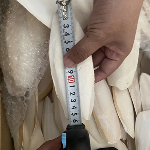 Hueso de Sepia en Polvo de Alta Calidad, Harina de Hueso de Sepia Molido para Alimentación y Uso Médico, Limpiado, Alta Pureza, Proveedor Mayorista - Product Image 1