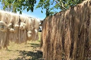DISPONIBLE Fibra de Plátano de Alta Calidad |   Fibra de Plátano Natural Sostenible, Procesada Suavemente, a Granel - Product Image 5
