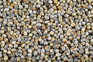 Fournisseur de millet vert Bajra d'Inde, grain de millet perlé pour ingrédient alimentaire, importateurs en gros, export et transformation en vrac - Product Image 4