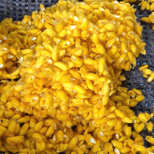 Cocon de ver à soie, matériau en fibre de soie de haute qualité pour le tissage, la fabrication de fil et l'artisanat décoratif, fournisseur du Vietnam - Product Image 1