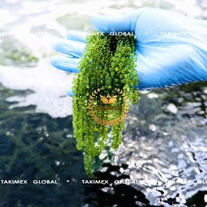 Umidoto Premium de Algas Marinas, Cavia Verde Salada, Fresco, Sazonado, Textura Crujiente, Hecho en Vietnam, Vida Útil de 12 Meses - Product Image 2