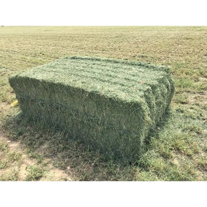 Foin de Timothy séché pour l'alimentation des petits animaux, en balles avec tiges tendres, fibres propres, emballage en vrac durable pour les acheteurs - Product Image 6