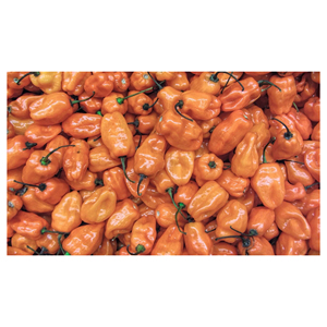 Pimiento habanero fresco recogido a mano, calidad premium para el negocio de exportación de vegetales frescos - Product Image 1