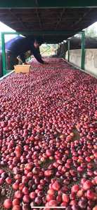 Mezcla Premium Vietnamita 500 Gramos, Granos Tostados 60% Robusta 40% Arábica, Mejor Calidad, Empaque en Bolsa ODM OEM - Product Image 3