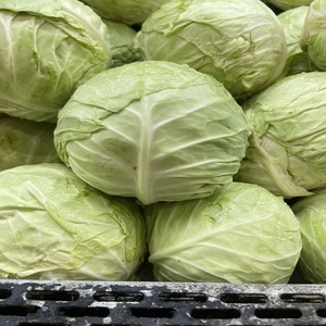 Repollo Verde Orgánico al por Mayor, 25 kg, Venta Directa de Fábrica, Cosecha Fresca Premium para Sauerkraut y Ensaladas - Product Image 4