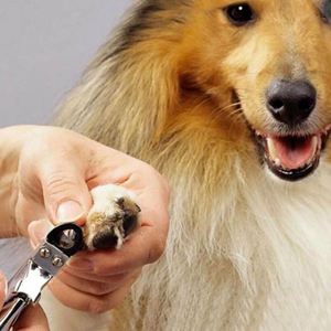 Cortauñas para Perros, Gatos, Ovejas y Conejos, Cortador de Uñas Rojo para Animales con Empuñadura Ergonómica, Herramienta de Aseo de Acero Inoxidable - Product Image 3