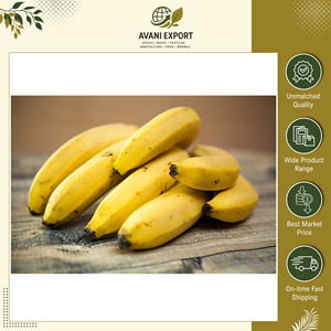 Mejor Precio de Mercado, Gran Oferta en Plátanos Frescos de Primera Calidad, Sabor Dulce, Naturales y Orgánicos, de un Fabricante Indio - Product Image 6