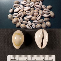 Coquilles de cauris KMI RING TOP (Cypraea sp.) Coquillages naturels du Vietnam pour l'artisanat et la décoration - Taille 1,5-2,5 cm, Vente en gros