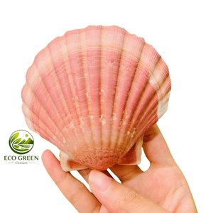 Coquilles de pétoncle naturelles écologiques pour la fabrication de bijoux, tons ivoire et rose pâle, lot en vrac - Product Image 5