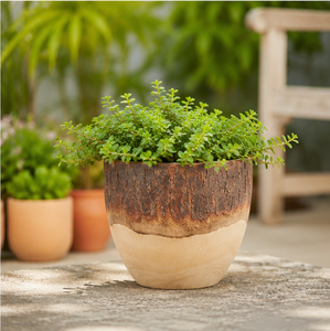 Maceta de Madera Ecológica Tallada a Mano para Decoración de Interiores de Oficina, Contenedor de Suculentas de Doble Tono Personalizado al Precio Más Bajo - Product Image 4