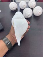 Coquilles de conque naturelles brutes en vrac, grandes coquilles décoratives en forme de trompette pour la décoration intérieure, les rituels de Pooja, les mariages sur la plage, les objets nautiques et la décoration de conifères.