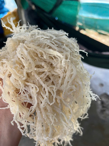 Alga Cottonii Seca de Grado de Exportación de Vietnam, Materia Prima para el Procesamiento de Carragenano, Suministro a Granel - Product Image 2