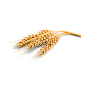 Malt d'orge séché de qualité supérieure pour l'alimentation animale – Graines en vrac pour la nutrition du bétail et l'exportation agricole - Product Image 4
