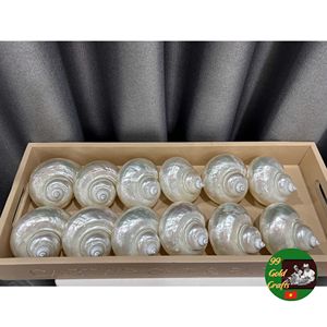 Handmade Shell Cocktail <b>Cups</b> for Coastal Wedding Decoration Nautical Event Styling and Ocean Inspired Tableware - Product Image 6