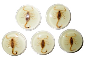 Golden Scorpion Real Specimen Plastic Cabochon Round 38.5x38.5 mm Glow Flat Bottom for Crafts and Jewelry Making - Product Image 5