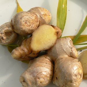 ขิงสดคุณภาพพรีเมียม ออร์แกนิคแท้ สำหรับส่งออก จำหน่ายส่งทั่วโลก ขายส่งจำนวนมาก - Product Image 1