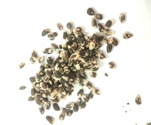 Graines de coton entières de qualité supérieure pour l'alimentation du bétail, fournisseur en gros - Product Image 3