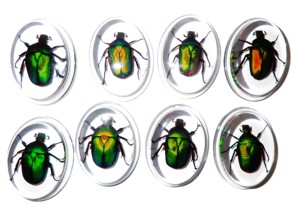 Green Rose Chafer Beetle Real Specimen Plastic Cabochon Oval 31x41 mm Clear Flat Bottom Modern for Crafts and Jewelry Making - Product Image 5