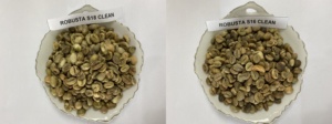 Café Vert Robusta PHALCO de Haute Qualité Grade 1 Tamis 16/18 Vietnam Meilleur Prix Prêt à l'Exportation en Sac de Jute - Product Image 4