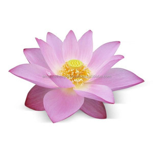 Huiles parfumées de lotus pur en gros Parfum concentré pour une saveur de parfum longue durée Matières premières pour le parfum - Product Image 4