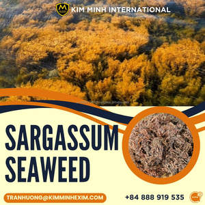 Algas Sargassum Secas para Fertilizante Orgánico y Alimento Animal – Proveedor de Vietnam - Product Image 2