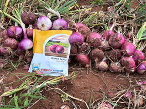 FB-1153 Graines d'<span class=keywords><strong>oignon</strong></span> rouge foncé biologique non-OGM, pollinées naturellement, bulbes frais Farmson Biotech - Product Image 6