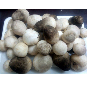Champignons de paille congelés de haute qualité Champignons biologiques et naturels transformés au Vietnam - Product Image 6