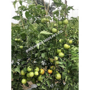 IRIS Hybrid Vegetable <span class=keywords><strong>F1</strong></span> Hybrid Keshav 27 Semences de tomates cerises fraîches Variété de tomates fraîches - Product Image 5