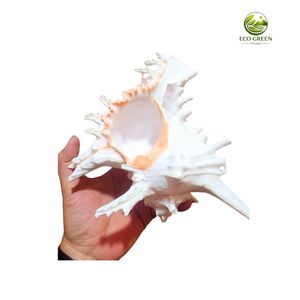 Concha Marina Grande Blanca Puntiaguda con Tacto Real, Pulida, Natural, Chicoreus Ramosus, Adorno para Mesa de Fiesta con Temática Floral, Decoración para Acuario, Proveedor - Product Image 6