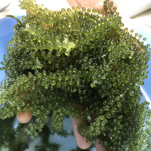 องุ่นทะเลอบแห้งราคาดีที่สุดจากเวียดนามสำหรับตลาดอาหารโลก - Product Image 1