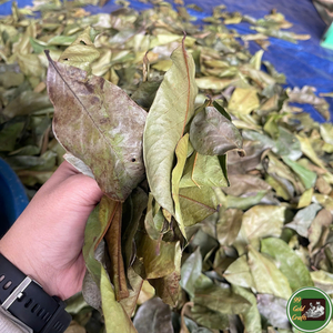 Feuilles de corossol séchées de haute qualité, matière première naturelle pour la fabrication de thé et les applications en matière de boissons, Vietnam - Product Image 5