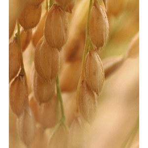 IM จากแผ่นโทนเนอร์ข้าว - Product Image 2