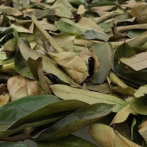 Premium Dried Soursop Leaves Black <b>Tea</b> Fermented Traditional Organic Health Grade a Vietnam 50g <b>Box</b> Packaging Non Sugar <b>Tea</b> Bags - Product Image 2