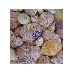 Artesanías de Conchas Marinas Naturales de Alta Calidad |   Caja de joyería y espejo de concha hecha a mano, resistente y duradera - Product Image 1